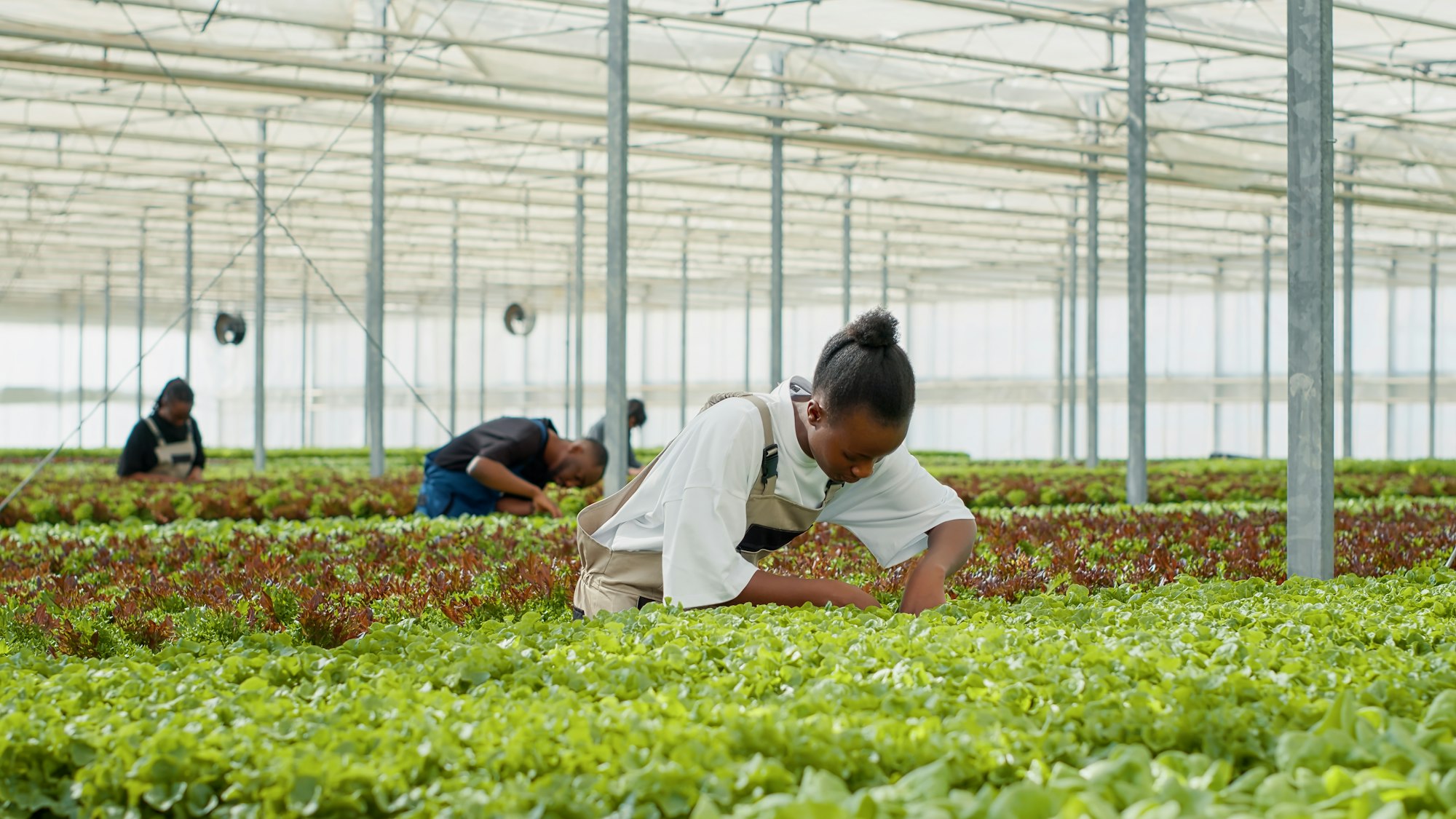 African american woman working in hothouse doing inspection looking for unhealthy seedlings before