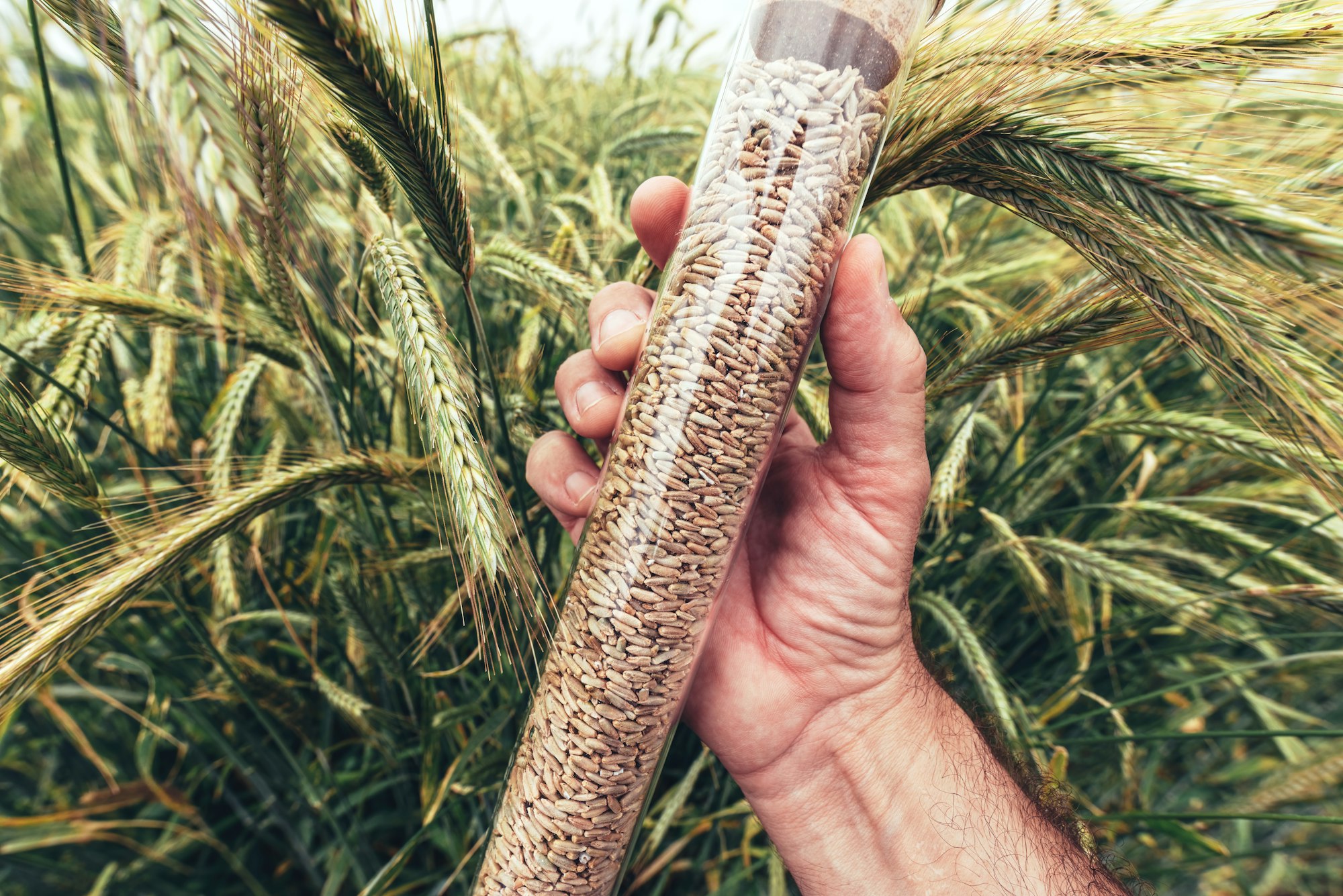 Farm worker agronomist holding plastic tube with rye grain sample, selective focus