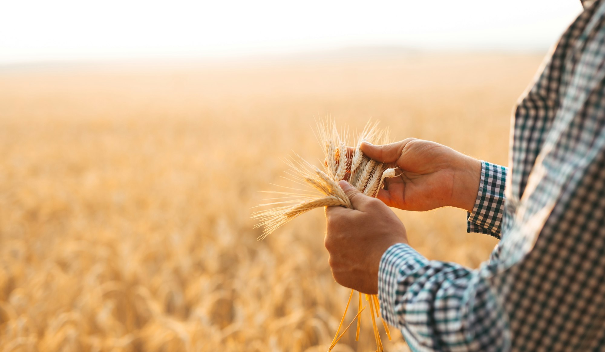 inspection wheat